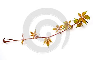 Virginia Creeper Isolated