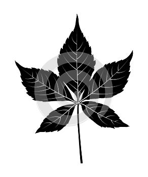 Virginia creeper leaf