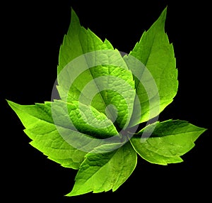 Virginia creeper leaf