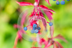 Virginia creeper, Parthenocissus quinquefolia fruits and leaves closeup selective focus