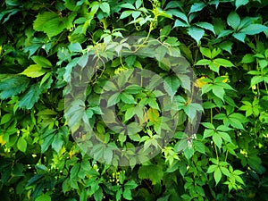 Virginia creeper Parthenocissus Quinquefolia green leaves covering a wall.