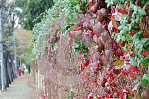 Virginia Creeper Parthenocissus Quinquefolia hangs from the wa