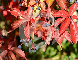 Virginia creeper (Parthenocissus quinquefolia)