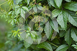 Virginia creeper Parthenocissus quinquefolia var. murorum in the summer garden