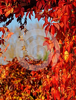 Virginia Creeper, Parthenocissus quinquefolia - wild grape