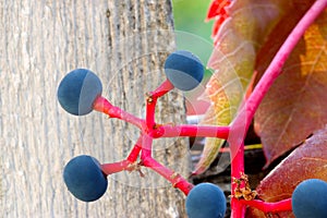 Virginia Creeper Purple Berries Harvest 01