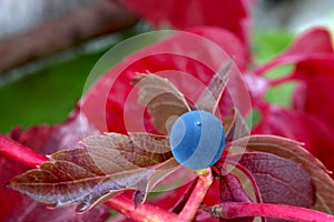 Virginia Creeper Purple Berry Harvest 01