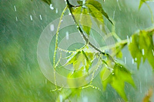 Virginia Creeper in Rain