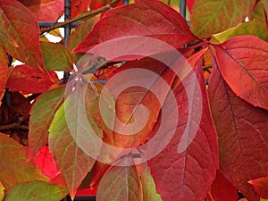 Virginia creeper red leaves close-up, fall season nature