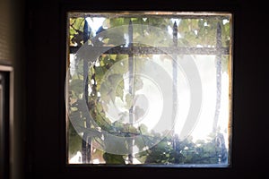 Virginia creeper in small window with cast iron bars