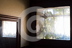 Virginia creeper in small window with cast iron bars