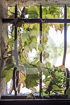 Virginia creeper in small window with cast iron bars