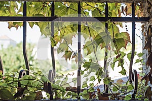 Virginia creeper in small window with cast iron bars