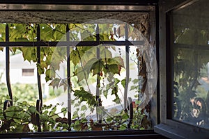 Virginia creeper in small window with cast iron bars