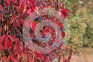 Virginia creeper, Victoria creeper on fence