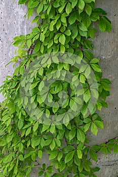 Virginia Creeper Vine, Parthenocissus quinquefolia