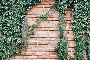 Virginia creeper vines frame on old red brick wall. Five leaved ivy on rough brickwork. Nature rustic vintage background