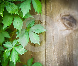 Virginia Creeper Vines on Weathered Wooden Fence Barn Wood