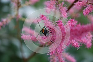 Virginia ctenucha on bright pink astilbe