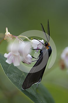 Virginia Ctenucha moth - ctenucha virginica