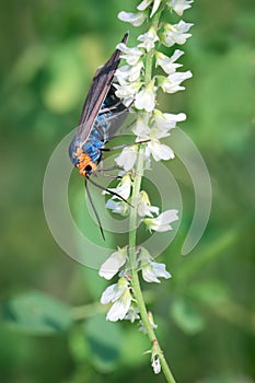 Virginia Ctenucha Moth on Sweet White Clover, Thicksons Point, Ontario