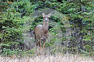 Virginia doe deer at the Bic National Park