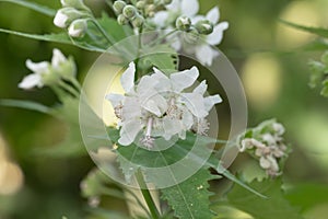 Virginia fanpetals Ripariosida hermaphrodita white flowers