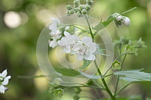 Virginia fanpetals Ripariosida hermaphrodita with white flowers