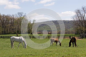 Virginia horse farm