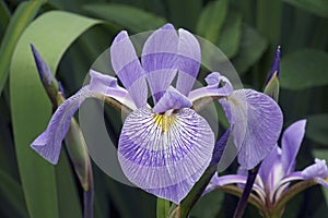 Virginia Iris flower