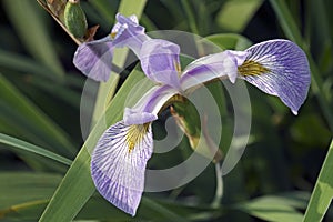 Virginia Iris flower