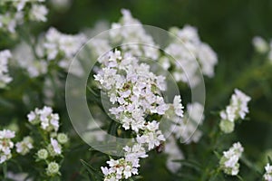 Virginia mountain mint