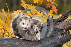 Virginia Opossum Adult Didelphis virginiana Mouth Open Joeys All Around on Log Autumn
