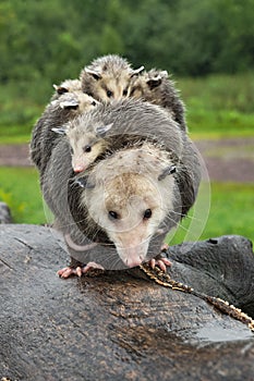 Virginia Opossum Adult Didelphis virginiana Piled Up with Joeys on Log Summer