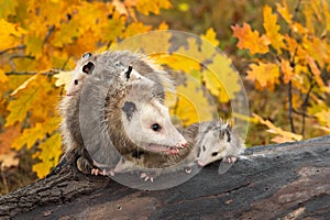 Virginia Opossum Adult Didelphis virginiana Turns on Log Joeys On Around and Under Autumn