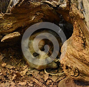 Virginia Opossum Asleep in a Hollow Log