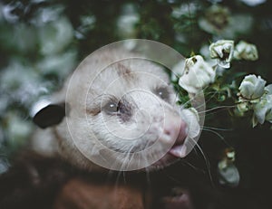 The Virginia opossum with beautifull white roses