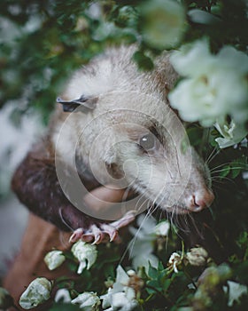 The Virginia opossum with beautifull white roses