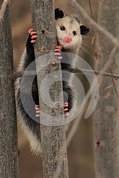 Virginia Opossum Clinging to Tree