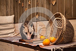 The Virginia opossum in decorated room with Christmass tree.