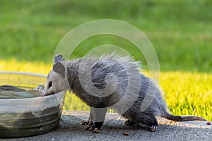 The Virginia opossum Didelphis virginiana.