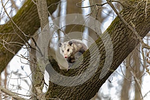 The Virginia opossum (Didelphis virginiana).