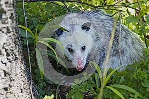 The Virginia opossum (Didelphis virginiana).