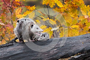 Virginia Opossum Didelphis virginiana Adult Mouth Open with Joeys Autumn