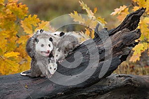 Virginia Opossum Didelphis virginiana Adult Mouth Open Joeys Huddle Underneath Autumn