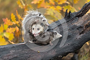 Virginia Opossum Didelphis virginiana Adult Wrangles Joeys on Log Autumn
