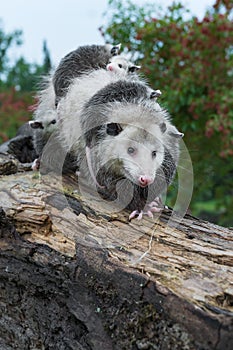 Virginia Opossum Didelphis virginiana Ambles Down Log Joeys On Her Back Summer