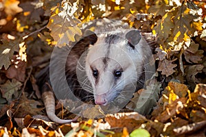 The Virginia opossum, Didelphis virginiana, in autumn park