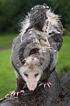 Virginia Opossum Didelphis virginiana Carefully Steps Down Wet Log With Rain Soaked Joeys on Her Back Summer