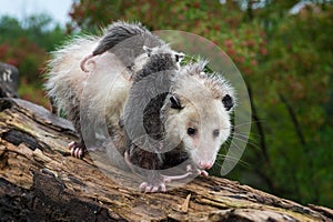 Virginia Opossum Didelphis virginiana Carries Joeys Down Log Summer